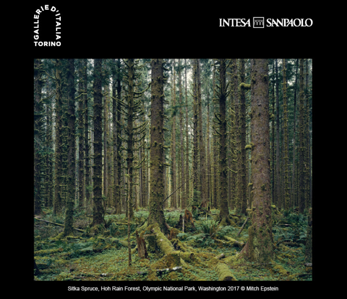  MITCH EPSTEIN AMERICAN NATURE Mediatrends